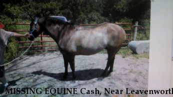 MISSING EQUINE Cash, Near Leavenworth, KS, 66048